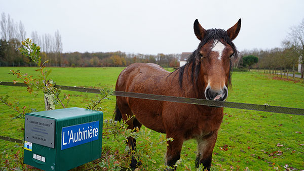 Jument Justine à l'Aubinière